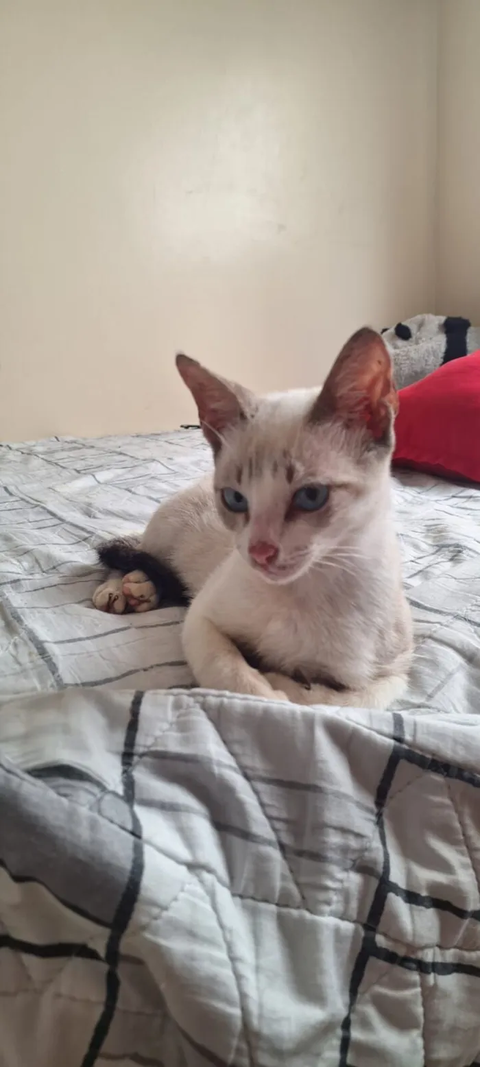 Gato raça SRD-ViraLata idade 7 a 11 meses nome nome temporário: rudolph, a rena de nariz vermelho