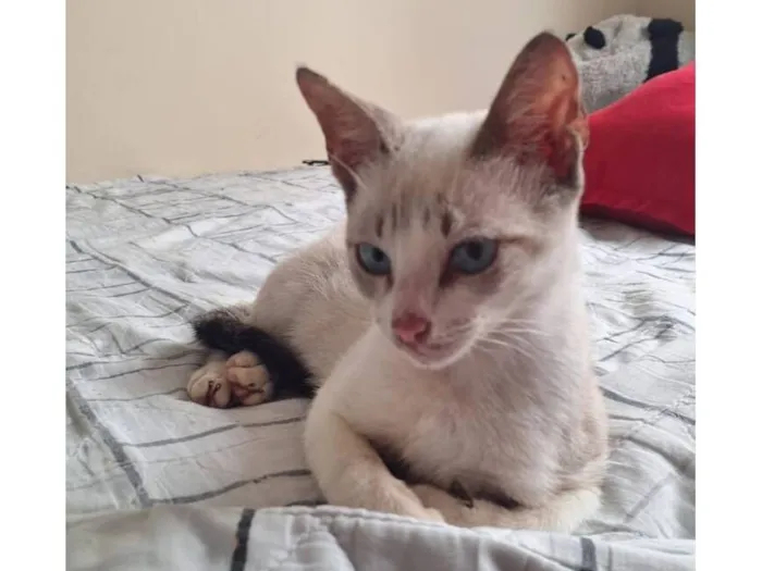 Gato raça SRD-ViraLata idade 7 a 11 meses nome nome temporário: rudolph, a rena de nariz vermelho