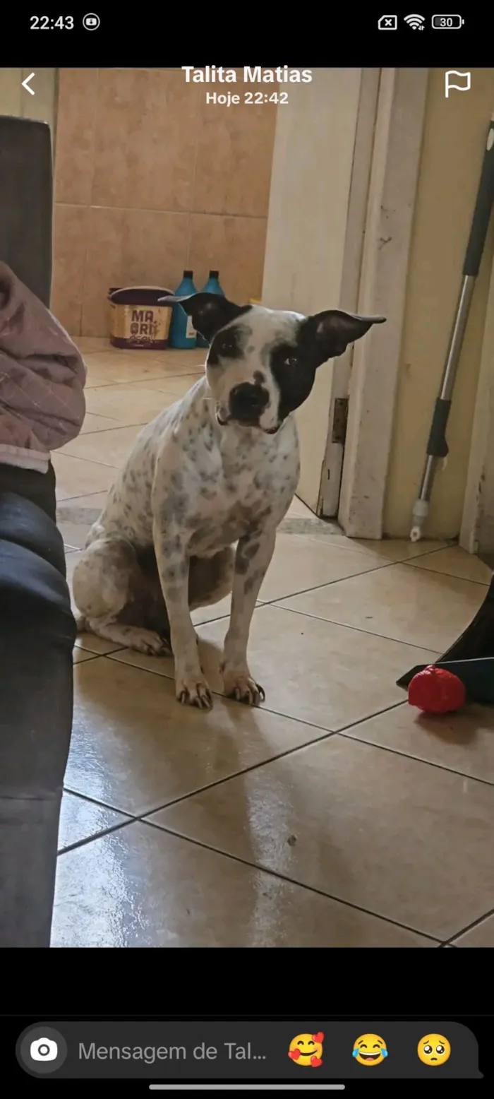 Cachorro raça SRD-ViraLata idade 6 ou mais anos nome Penélope 