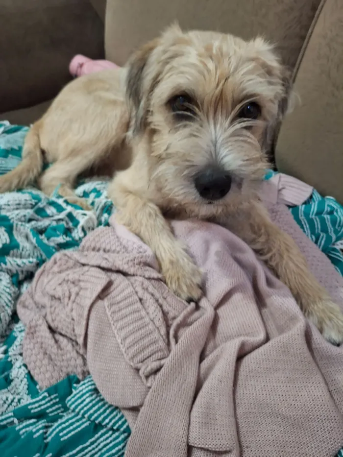 Cachorro raça SRD-ViraLata idade 7 a 11 meses nome ADOÇÃO RESPONSÁVEL - ARAUCÁRIA PR