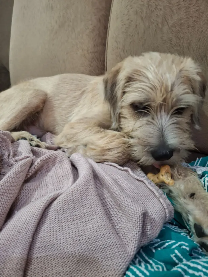 Cachorro raça SRD-ViraLata idade 7 a 11 meses nome ADOÇÃO RESPONSÁVEL - ARAUCÁRIA PR