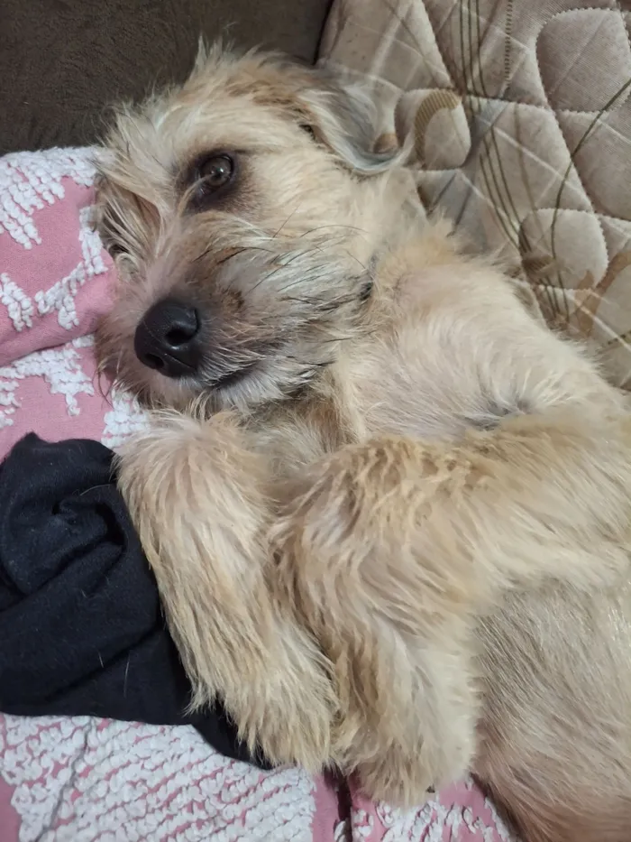 Cachorro raça SRD-ViraLata idade 7 a 11 meses nome ADOÇÃO RESPONSÁVEL - ARAUCÁRIA PR