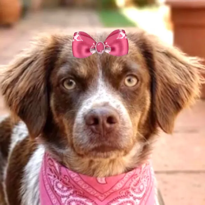 Cachorro raça SRD-ViraLata idade 7 a 11 meses nome Malu 