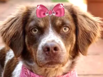 Cachorro raça SRD-ViraLata idade 7 a 11 meses nome Lili 