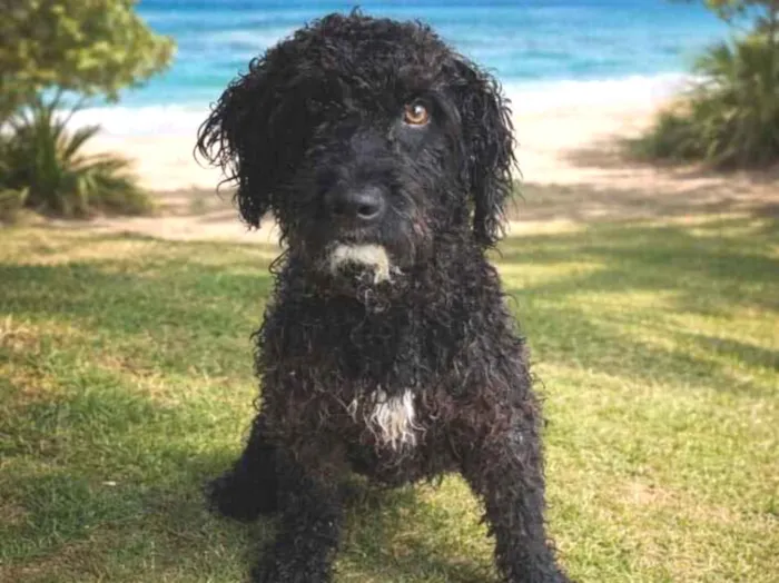 Cachorro raça SRD-ViraLata idade 3 anos nome Pretinho