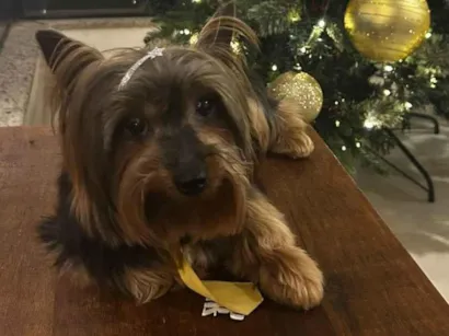 Cachorro raça Yorkshire idade 6 ou mais anos nome Thor