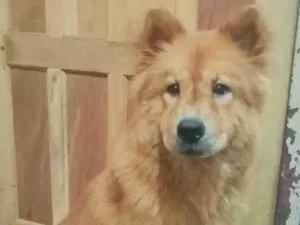 Cachorro raça Chow Chow idade 2 a 6 meses nome Penélope 