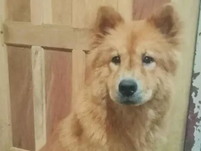 Cachorro raça Chow Chow idade 2 a 6 meses nome Penélope 