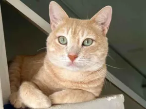 Gato raça SRD-ViraLata idade 2 anos nome Leão