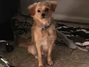 Cachorro raça SRD-ViraLata idade 7 a 11 meses nome Léo 