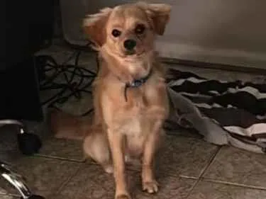 Cachorro raça SRD-ViraLata idade 7 a 11 meses nome Léo 