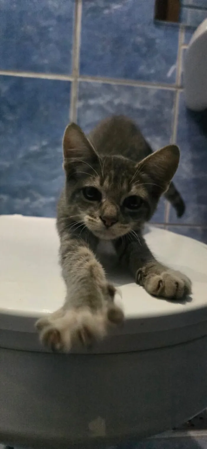 Gato raça SRD-ViraLata idade 2 a 6 meses nome Doação de gato