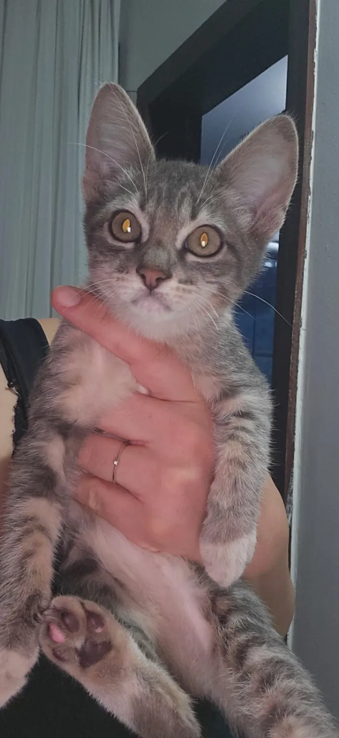 Gato raça SRD-ViraLata idade 2 a 6 meses nome Doação de gato
