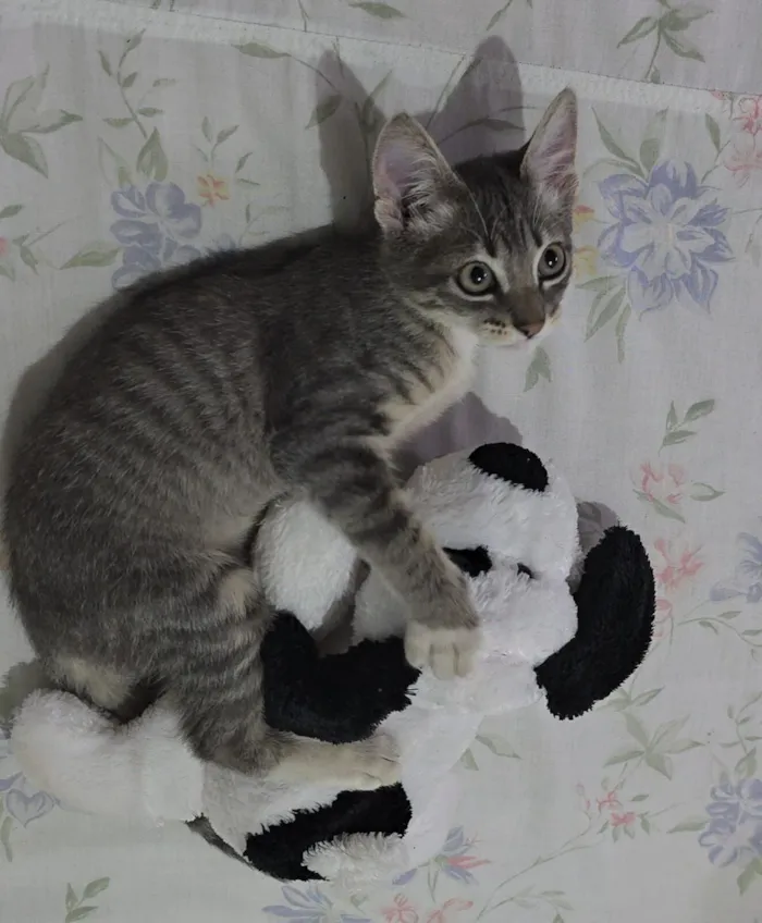 Gato raça SRD-ViraLata idade 2 a 6 meses nome Doação de gato