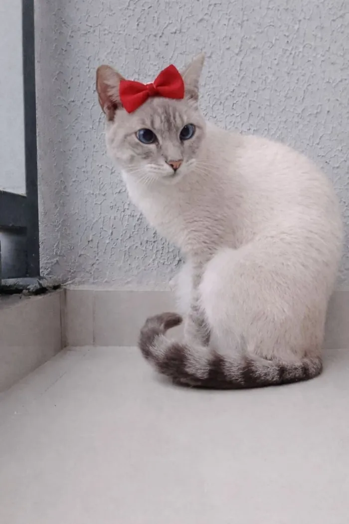 Gato raça Siamês idade 7 a 11 meses nome Dory 