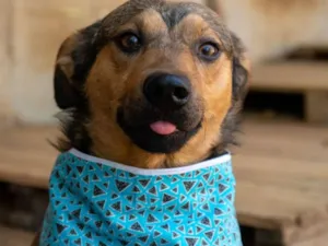 Cachorro raça SRD-ViraLata idade 5 anos nome Zezinho