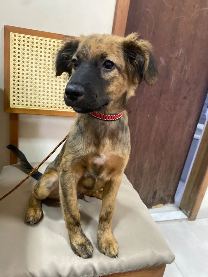 Cachorro raça SRD-ViraLata idade 2 a 6 meses nome Max 