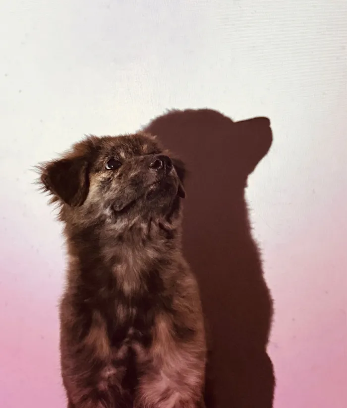 Cachorro raça SRD-ViraLata idade 2 a 6 meses nome Thor