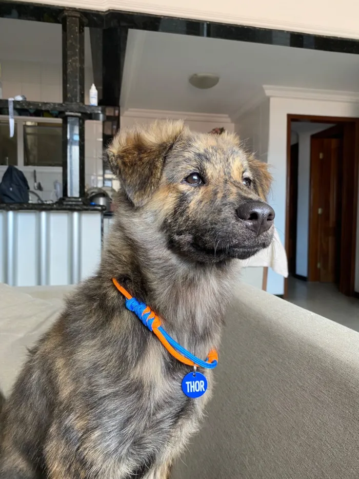 Cachorro raça SRD-ViraLata idade 2 a 6 meses nome Thor