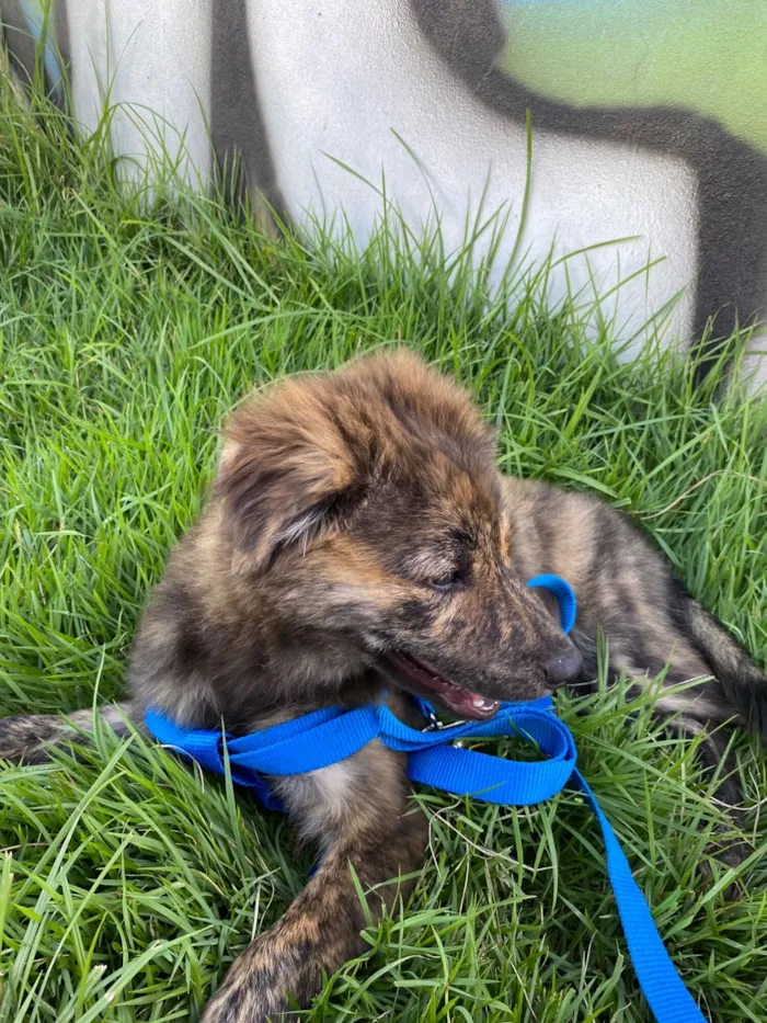 Cachorro raça SRD-ViraLata idade 2 a 6 meses nome Thor