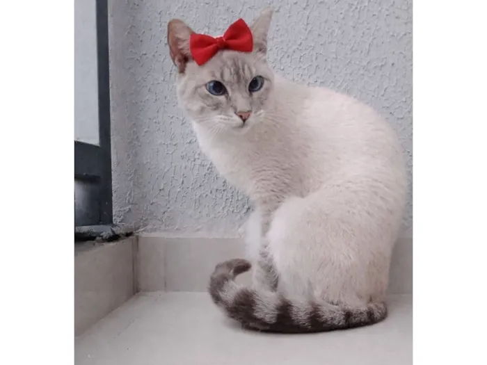 Gato raça Siamês idade 7 a 11 meses nome Dory 