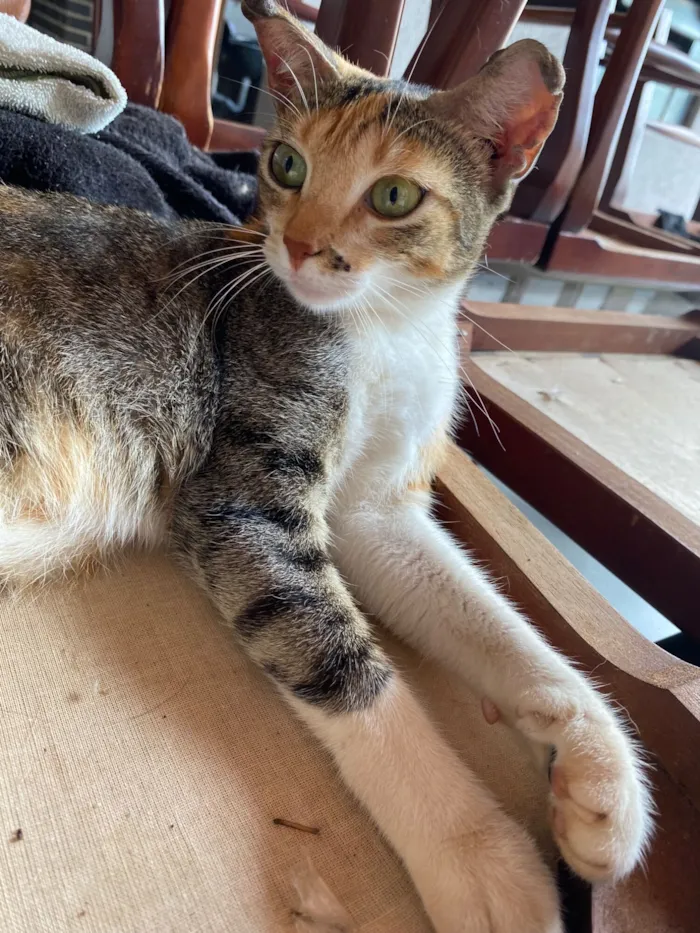 Gato raça SRD-ViraLata idade 1 ano nome Morena 