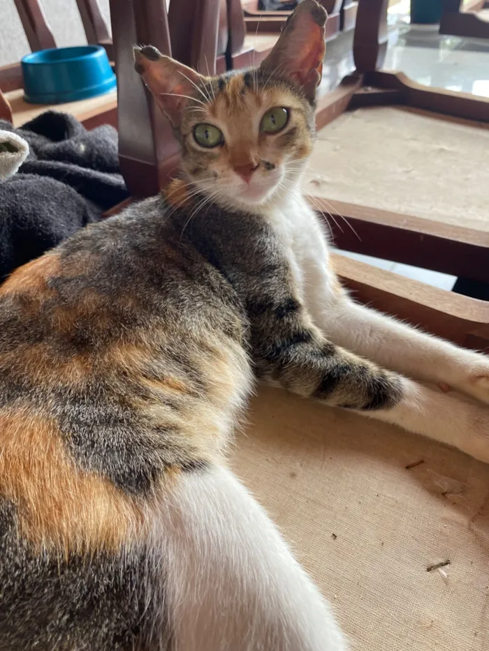 Gato raça SRD-ViraLata idade 1 ano nome Morena 