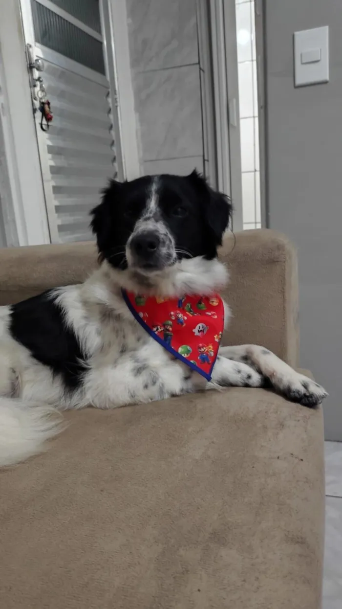 Cachorro raça SRD-ViraLata idade 1 ano nome Timão ??