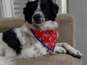 Cachorro raça SRD-ViraLata idade 1 ano nome Timão ??