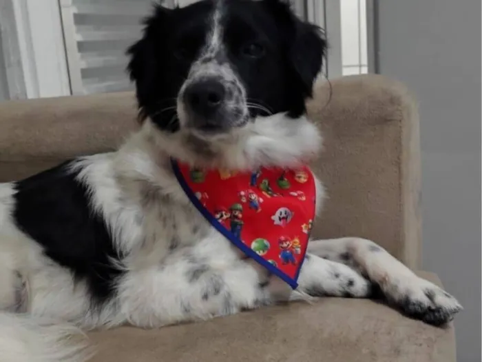 Cachorro raça SRD-ViraLata idade 1 ano nome Timão ??