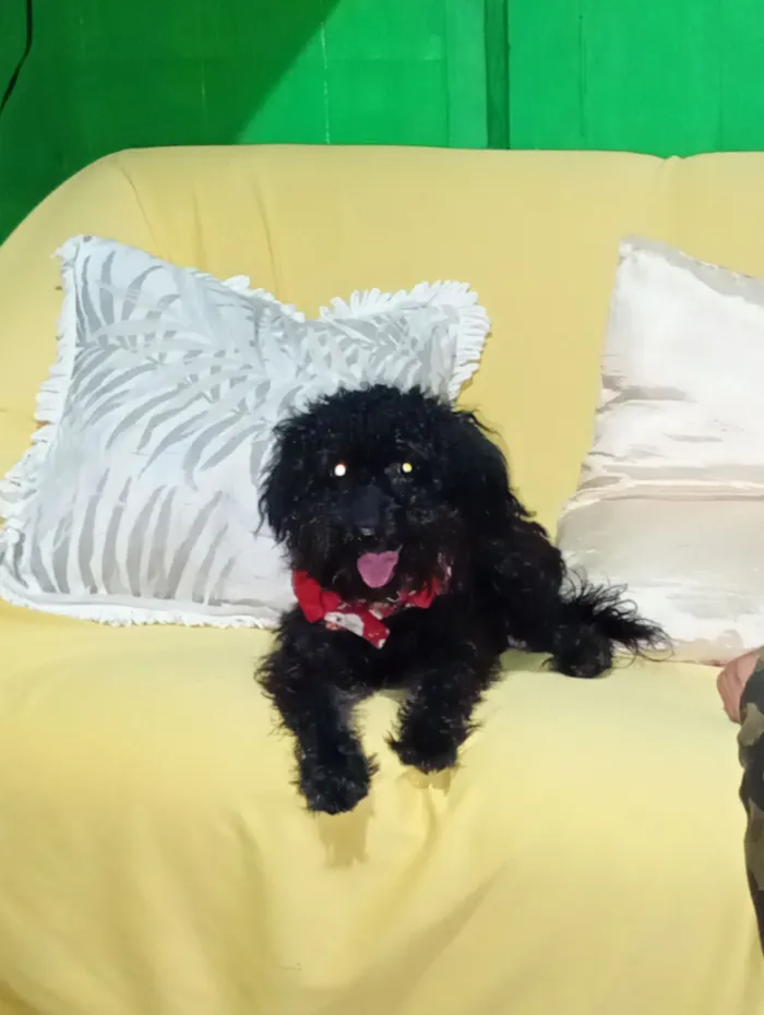 Cachorro raça Poodle idade 3 anos nome Alladin 