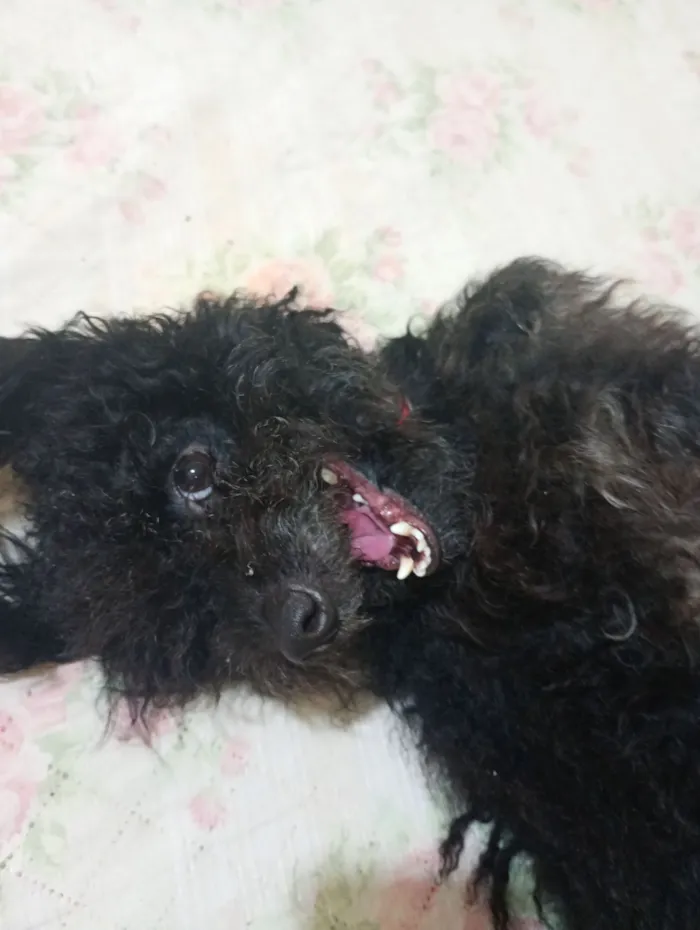Cachorro raça Poodle idade 3 anos nome Alladin 