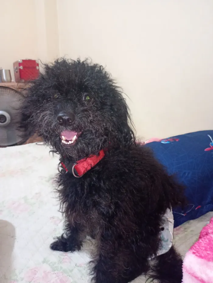 Cachorro raça Poodle idade 3 anos nome Alladin 