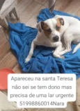cãozinho branco com preto