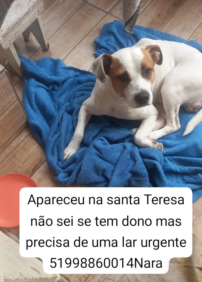 Cachorro raça SRD-ViraLata idade 2 anos nome cãozinho branco com preto