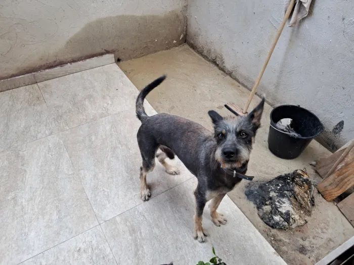 Cachorro raça SRD-ViraLata idade 7 a 11 meses nome Neguinho