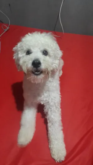 Cachorro raça Poodle idade 2 anos nome Bobby
