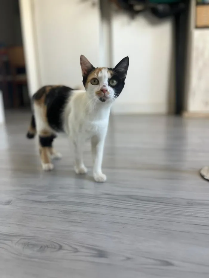 Gato raça SRD-ViraLata idade 7 a 11 meses nome Futura mamãe (castração garantida)