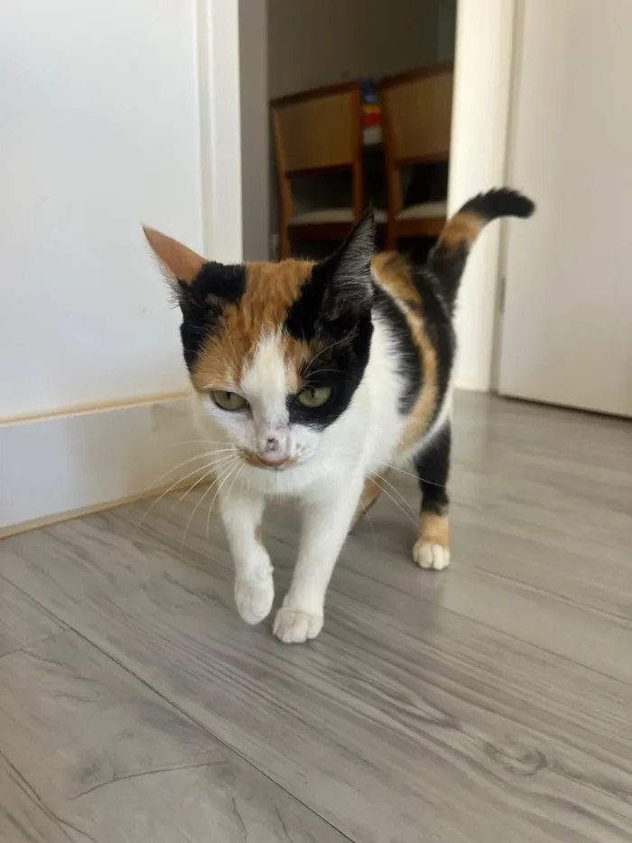 Gato raça SRD-ViraLata idade 7 a 11 meses nome Futura mamãe (castração garantida)