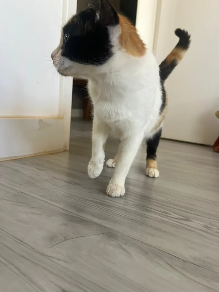 Gato raça SRD-ViraLata idade 7 a 11 meses nome Futura mamãe (castração garantida)