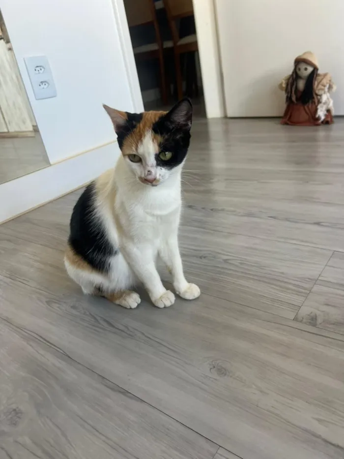 Gato raça SRD-ViraLata idade 7 a 11 meses nome Futura mamãe (castração garantida)