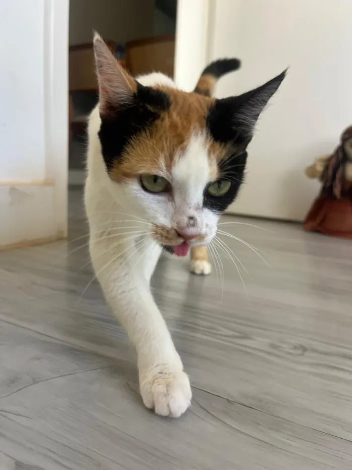 Gato raça SRD-ViraLata idade 7 a 11 meses nome Futura mamãe (castração garantida)