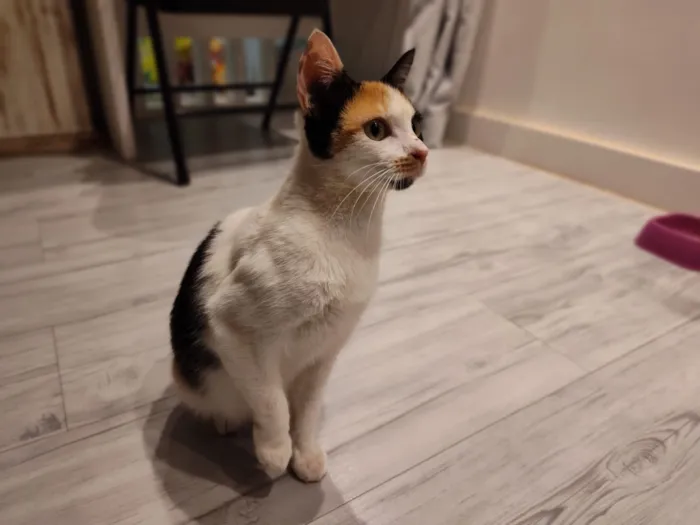 Gato raça SRD-ViraLata idade 7 a 11 meses nome Futura mamãe (castração garantida)