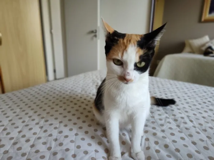 Gato raça SRD-ViraLata idade 7 a 11 meses nome Futura mamãe (castração garantida)