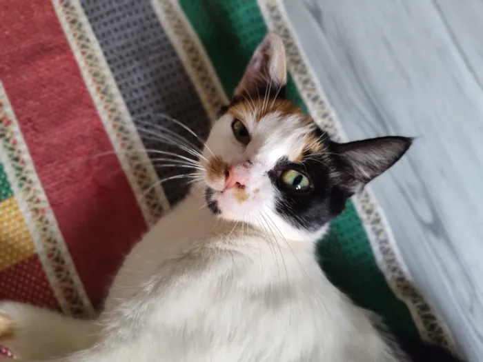 Gato raça SRD-ViraLata idade 7 a 11 meses nome Futura mamãe (castração garantida)