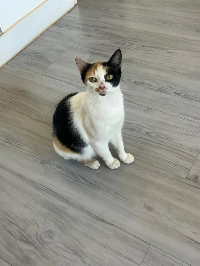 Gato raça SRD-ViraLata idade 7 a 11 meses nome Futura mamãe (castração garantida)