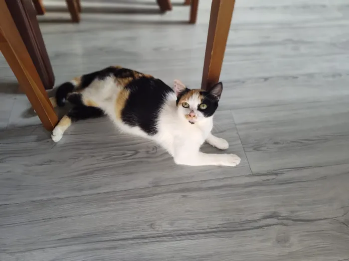 Gato raça SRD-ViraLata idade 7 a 11 meses nome Futura mamãe (castração garantida)