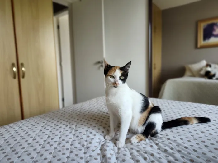 Gato raça SRD-ViraLata idade 7 a 11 meses nome Futura mamãe (castração garantida)