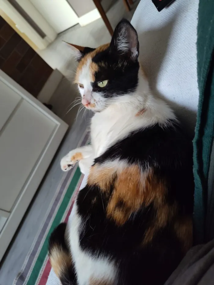 Gato raça SRD-ViraLata idade 7 a 11 meses nome Futura mamãe (castração garantida)