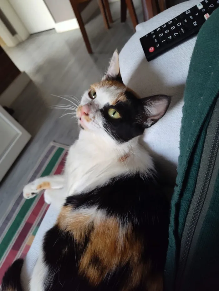 Gato raça SRD-ViraLata idade 7 a 11 meses nome Futura mamãe (castração garantida)